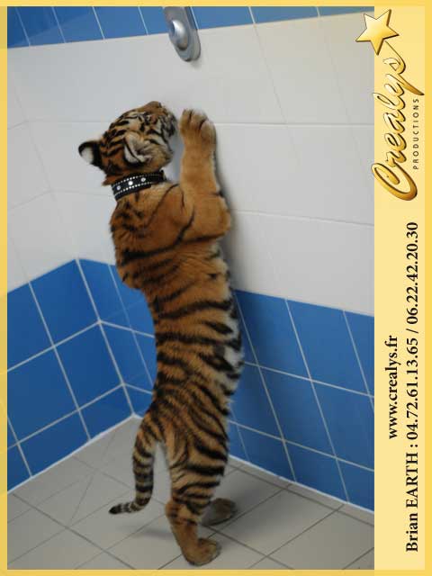 Photo tigres6