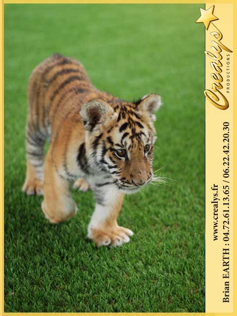 Photo tigres8